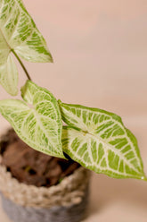 Syngonium "Batik"